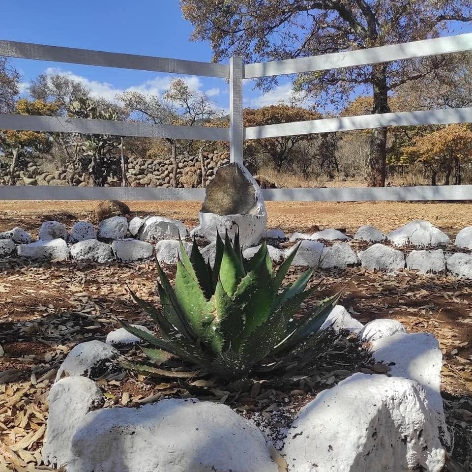Agave y cerca blanca dentro del fraccionamiento